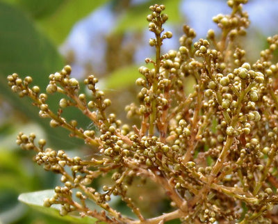 Make Natural Soapnut Detergent at Home: Eco-Friendly, Skin-Safe & Perfect for Handmade Fabrics